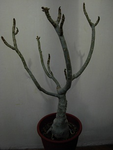 DSCN6618.JPG