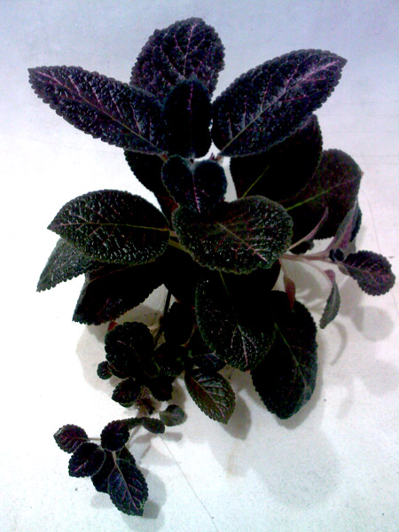 SP_A7283.jpg