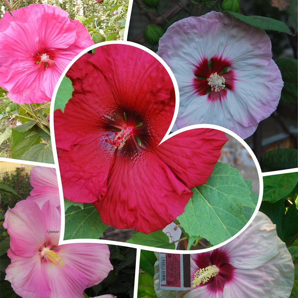 59Hibiscus_moscheutos-10semyan(30).jpg