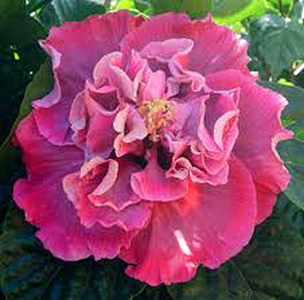 4225-5738-485742.jpg