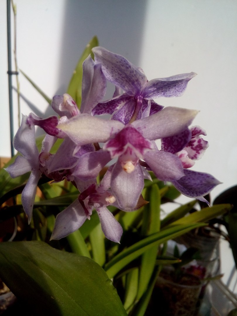 Acacallis Cyanea x Otostylis Brachystalix.jpg