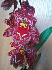 Odontocidium stirbic.jpg