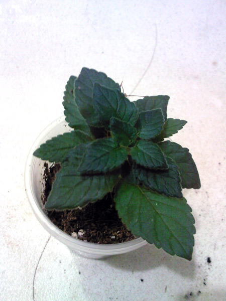 SP_A7285.jpg