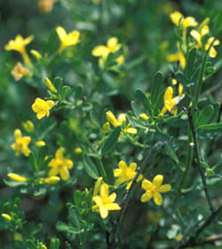jasminum_fruticans2_jp_sm.jpg