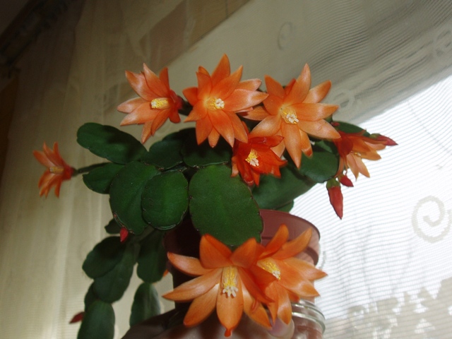 P1020008%20(1).JPG