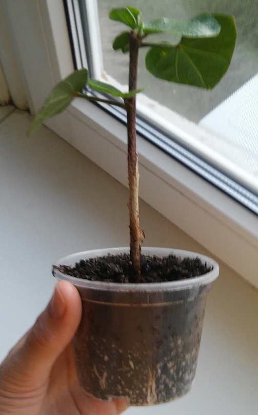 20180506_064941.jpg