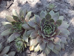 Молодило Sempervivum Purple Beauty.jpg