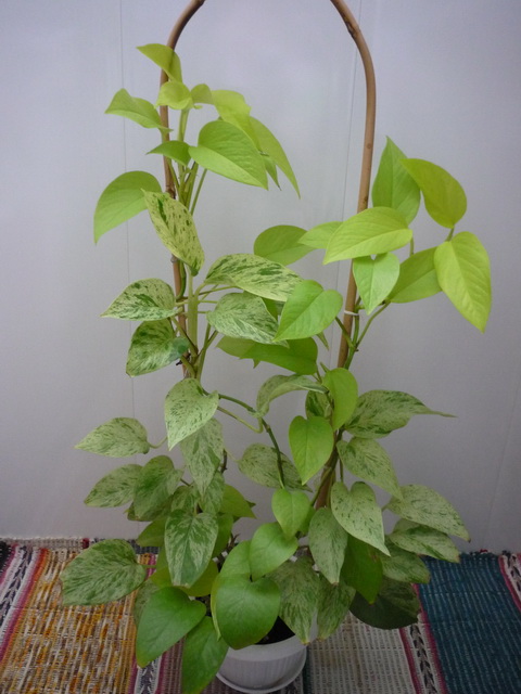 P1100053.JPG