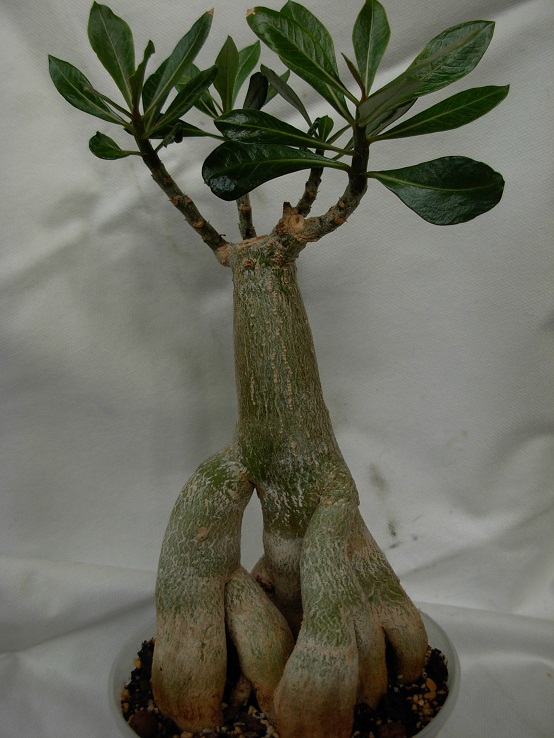 DSCN6658.JPG