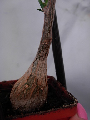 DSCN6672.JPG