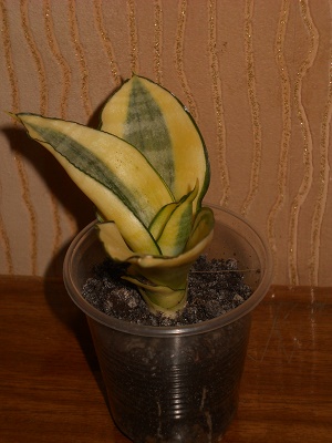 DSCN8847.JPG