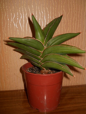 DSCN8845.JPG