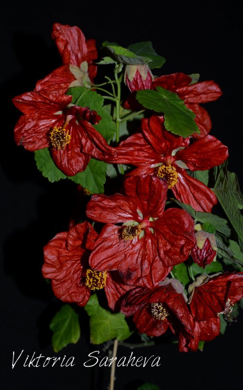 DSC_0577_500x802.jpg