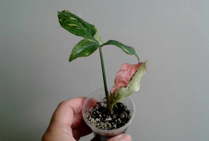 image-0-02-04-d6ef6752fc0d17881e09cba722e65d1d7b0c8535d7ec4cb91eec1e7f3980dc5b-V.jpg