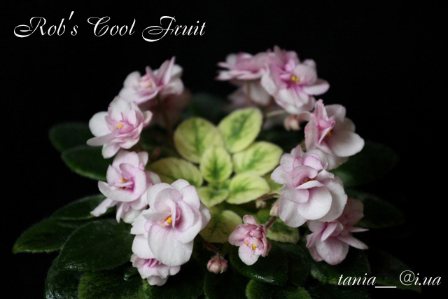 Rob's Cool Fruit.jpg