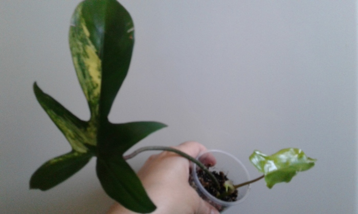 20180523_104726.jpg