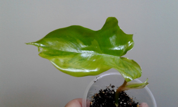 20180523_104717.jpg