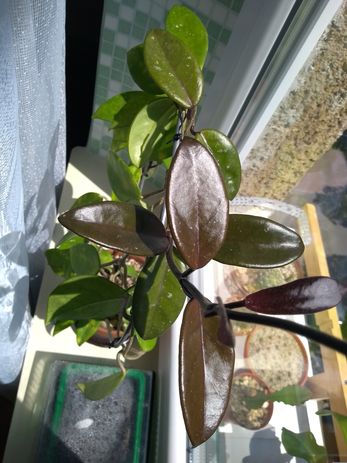 Carnosa_G_exotica3.jpg