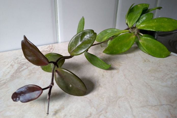 Carnosa_G_exotica.jpg