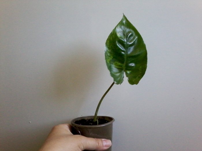 20180528_134723.jpg