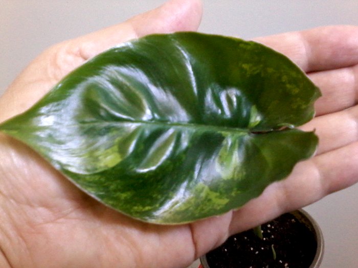 20180528_134709.jpg