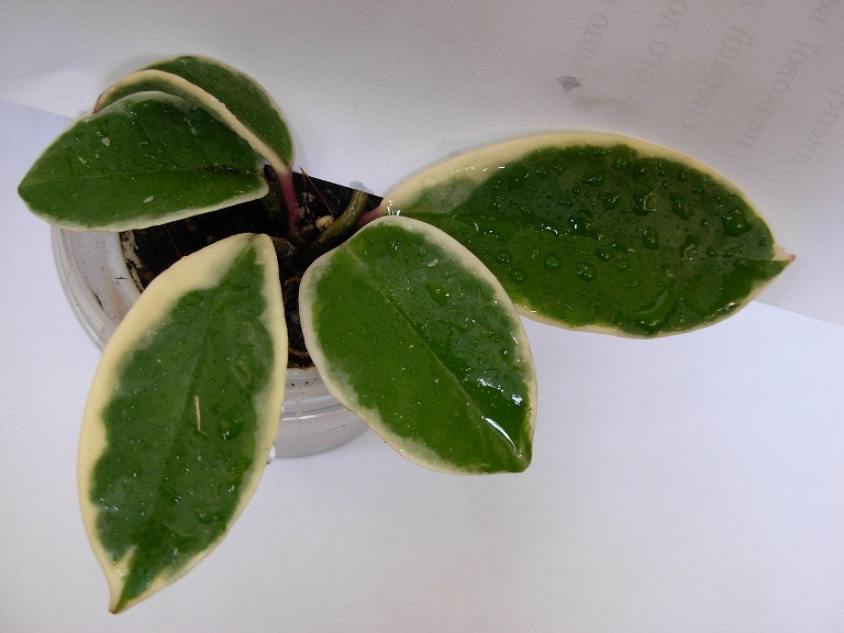 DSCN6795.JPG