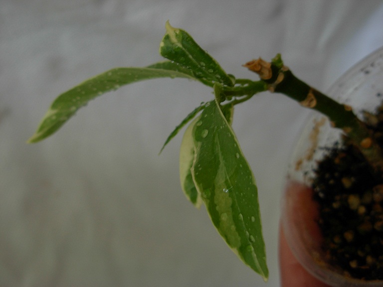 DSCN6778.JPG