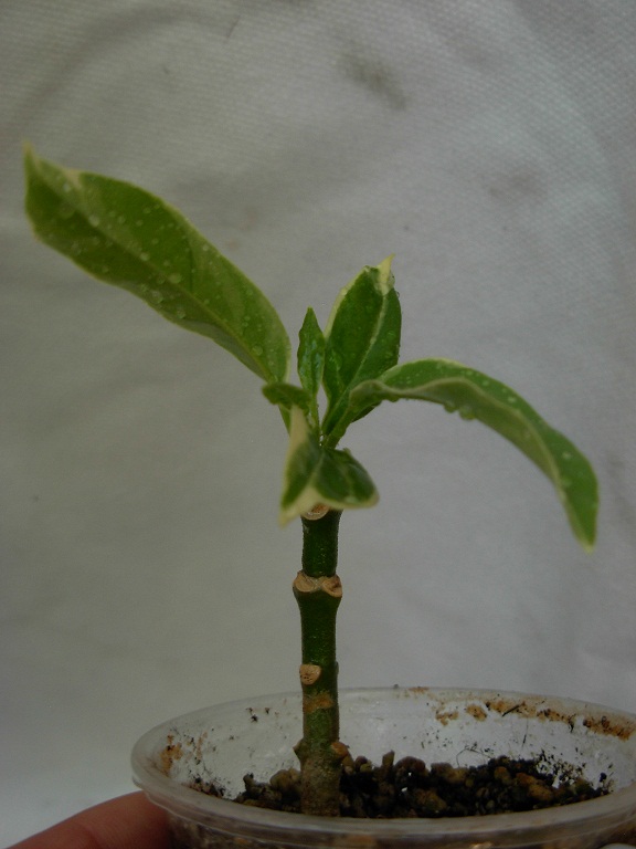 DSCN6780.JPG