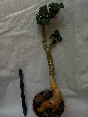 DSCN6786.JPG