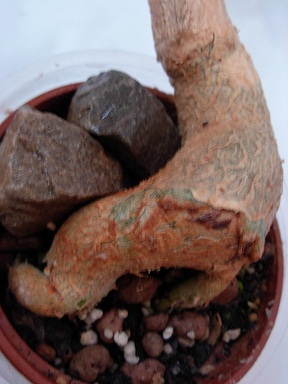 DSCN6785.JPG
