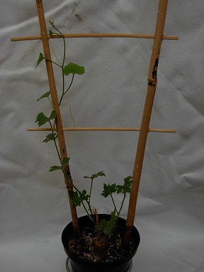 DSCN6773.JPG
