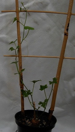 DSCN6774.JPG