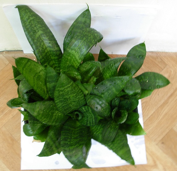 DSCN6799.JPG