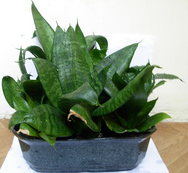 DSCN6800.JPG