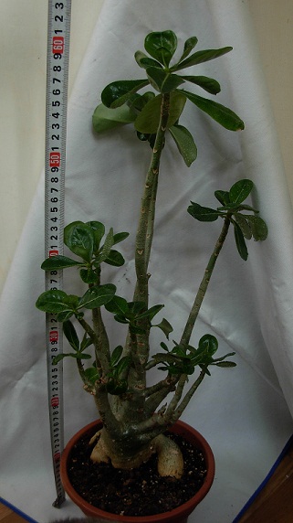 DSCN6695.JPG