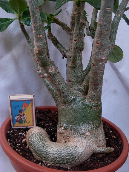 DSCN6702.JPG