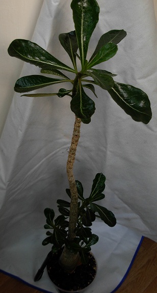 DSCN6788.JPG
