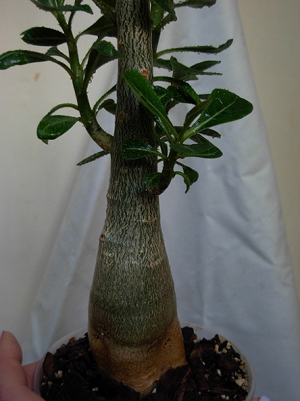 DSCN6792.JPG
