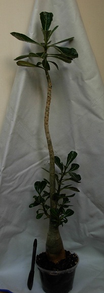 DSCN6793.JPG