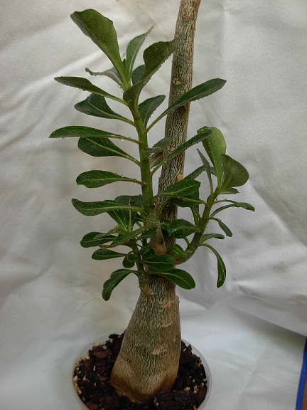 DSCN6794.JPG