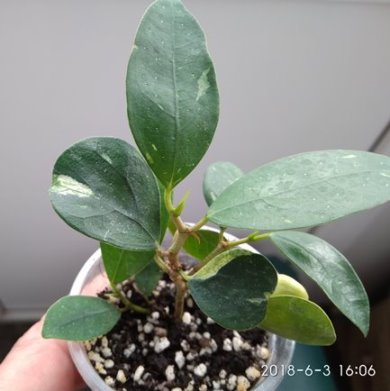 IMG_20180603_160647.jpg