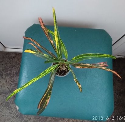 IMG_20180603_162723.jpg