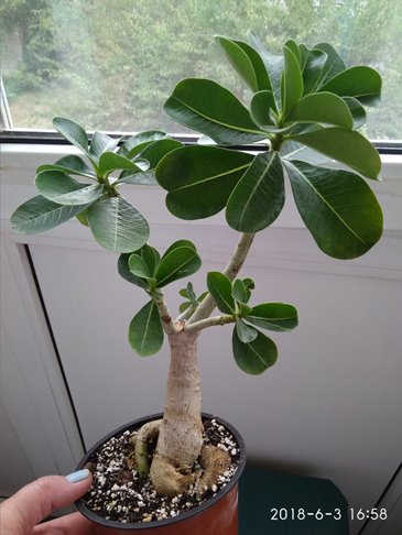 IMG_20180603_165844.jpg