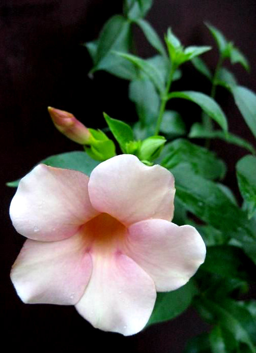 523270538_1_1000x700_allamanda-cathartica-sv-chocolate-dnepropetrovsk.jpg