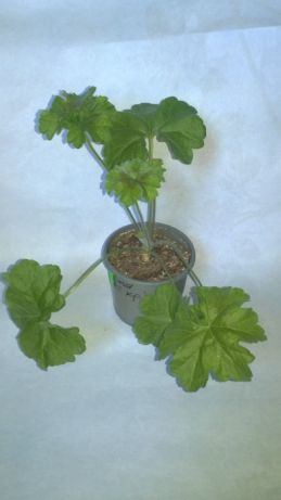 pelargoniya-unicorn-zonartic-rose.jpg