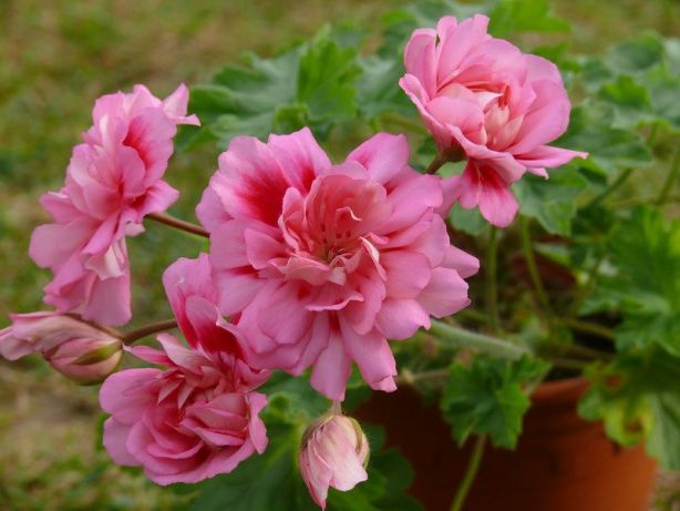 unicorn_zonartic_rose.jpg