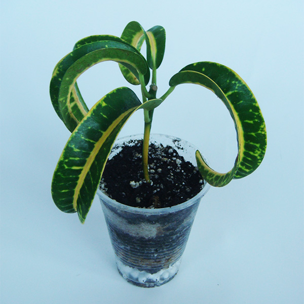DSC01620.jpg