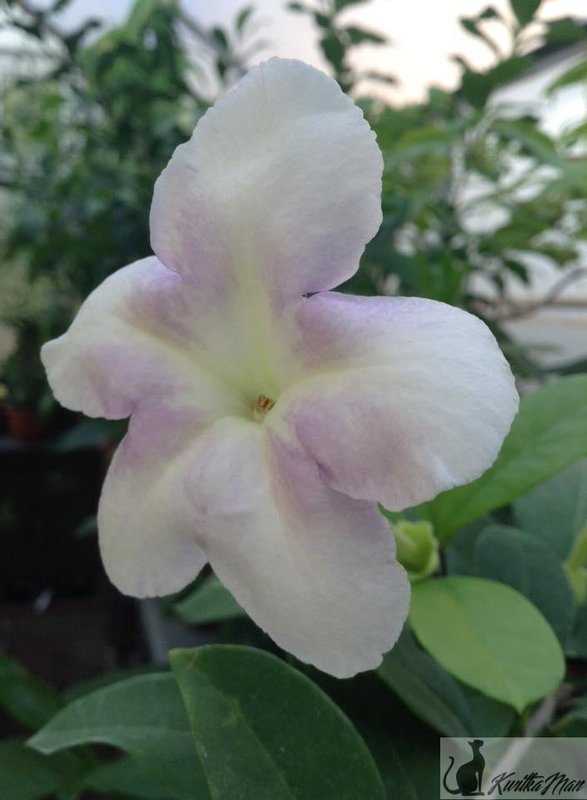 Brunfelsia Isola2.jpg