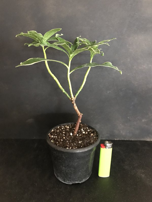 daphne odora aureomarginata 2.jpg