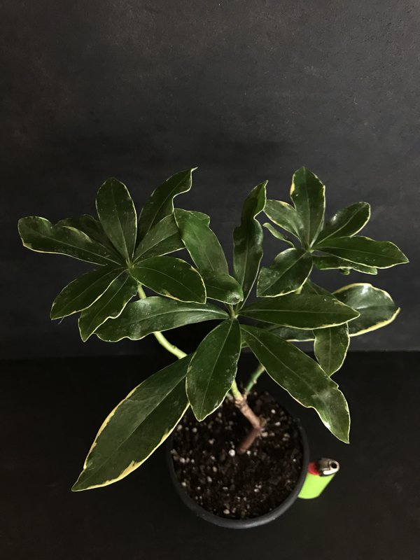 daphne odora aureomarginata.jpg